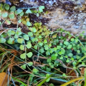 Asplenium flabellifolium at Namadgi National Park - 9 Mar 2024 02:23 PM