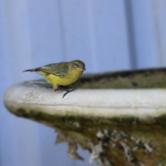 Acanthiza nana (Yellow Thornbill) at Wollondilly Local Government Area - 9 Mar 2024 by Freebird