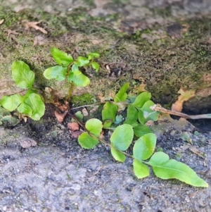 Blechnum sp. at Namadgi National Park - 9 Mar 2024