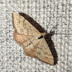 Scopula rubraria (Reddish Wave, Plantain Moth) at Lions Youth Haven - Westwood Farm A.C.T. - 9 Mar 2024 by HelenCross