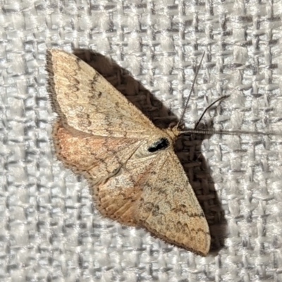 Scopula rubraria (Reddish Wave, Plantain Moth) at Lions Youth Haven - Westwood Farm A.C.T. - 9 Mar 2024 by HelenCross