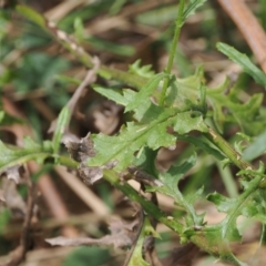 Senecio hispidulus (Hill Fireweed) at Namadgi National Park - 6 Mar 2024 by RAllen