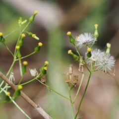 Senecio hispidulus at Namadgi National Park - 6 Mar 2024