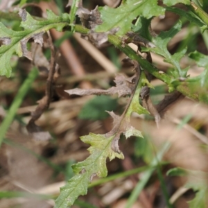 Senecio hispidulus at Namadgi National Park - 6 Mar 2024