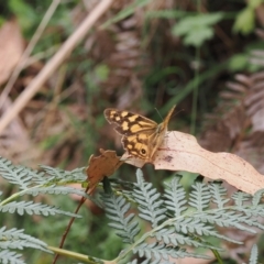 Heteronympha paradelpha (Spotted Brown) at Namadgi National Park - 6 Mar 2024 by RAllen