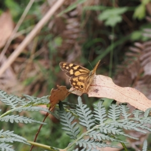 Heteronympha paradelpha at Namadgi National Park - 6 Mar 2024