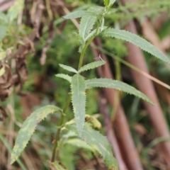 Senecio minimus (Shrubby Fireweed) at Namadgi National Park - 6 Mar 2024 by RAllen