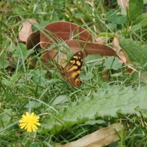 Heteronympha banksii at Namadgi National Park - 6 Mar 2024