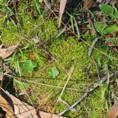 Scleranthus diander (Many-flowered Knawel) at Namadgi National Park - 9 Mar 2024 by WalkYonder