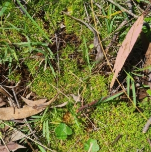 Scleranthus diander at Namadgi National Park - 9 Mar 2024