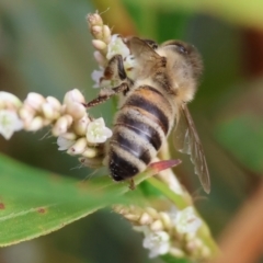 Apis mellifera (European honey bee) at Belvoir Park - 9 Mar 2024 by KylieWaldon
