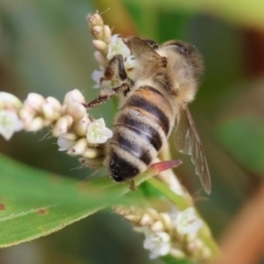 Apis mellifera at Wodonga, VIC - 8 Mar 2024 by KylieWaldon