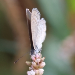 Zizina otis (Common Grass-Blue) at Belvoir Park - 8 Mar 2024 by KylieWaldon