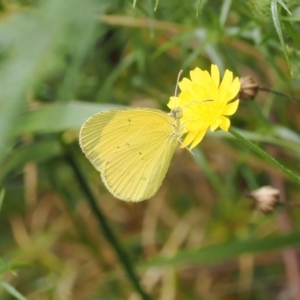 Eurema smilax at Namadgi National Park - 6 Mar 2024 01:02 PM