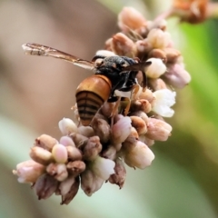 Unidentified Potter wasp (Vespidae, Eumeninae) at Belvoir Park - 8 Mar 2024 by KylieWaldon