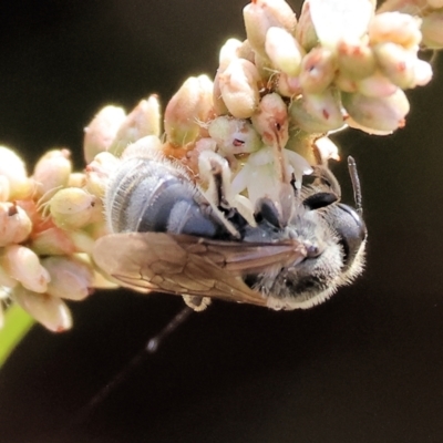 Unidentified Bee (Hymenoptera, Apiformes) at Wodonga, VIC - 8 Mar 2024 by KylieWaldon