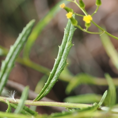 Senecio sp. (A Fireweed) at Lower Cotter Catchment - 6 Mar 2024 by RAllen