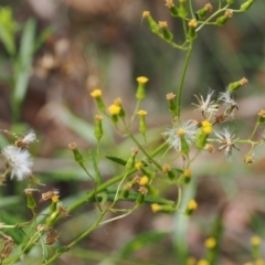 Senecio sp. at Lower Cotter Catchment - 6 Mar 2024 01:17 PM