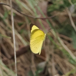 Eurema smilax at Lower Cotter Catchment - 6 Mar 2024 02:40 PM