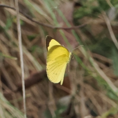 Eurema smilax (Small Grass-yellow) at Lower Cotter Catchment - 6 Mar 2024 by RAllen