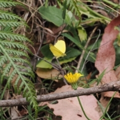 Eurema smilax at Lower Cotter Catchment - 6 Mar 2024 02:40 PM