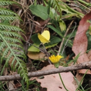 Eurema smilax at Lower Cotter Catchment - 6 Mar 2024 02:40 PM