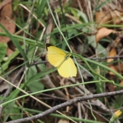 Eurema smilax at Lower Cotter Catchment - 6 Mar 2024 02:40 PM