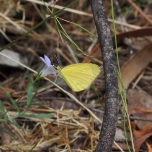 Eurema smilax at Lower Cotter Catchment - 6 Mar 2024 02:40 PM