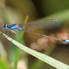 Ischnura heterosticta (Common Bluetail Damselfly) at Belvoir Park - 9 Mar 2024 by KylieWaldon