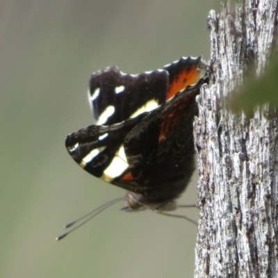 Vanessa itea (Yellow Admiral) at Morton National Park - 8 Mar 2024 by Christine