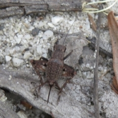 Unidentified Cricket (Orthoptera, several families) at Morton National Park - 7 Mar 2024 by Christine