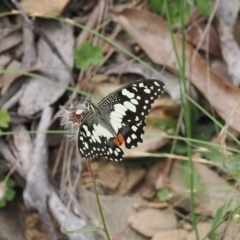 Papilio demoleus (Chequered Swallowtail) at Brindabella, NSW - 25 Feb 2024 by RAllen
