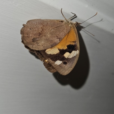 Heteronympha merope (Common Brown Butterfly) at QPRC LGA - 9 Mar 2024 by MatthewFrawley
