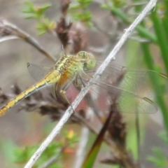 Diplacodes sp. (a percher) at Morton National Park - 7 Mar 2024 by Christine