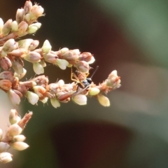 Ichneumonoidea (Superfamily) (A species of parasitic wasp) at Belvoir Park - 9 Mar 2024 by KylieWaldon