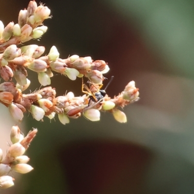 Unidentified Parasitic wasp (numerous families) at Wodonga, VIC - 8 Mar 2024 by KylieWaldon