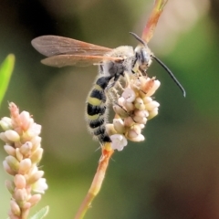 Unidentified Flower wasp (Scoliidae or Tiphiidae) at Belvoir Park - 8 Mar 2024 by KylieWaldon