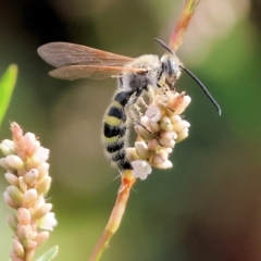 Scoliidae sp. (family) at Belvoir Park - 8 Mar 2024 by KylieWaldon