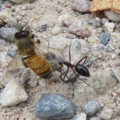 Camponotus intrepidus (Flumed Sugar Ant) at Morton National Park - 8 Mar 2024 by Christine