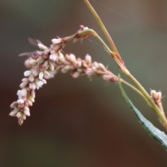 Persicaria lapathifolia (Pale Knotweed) at Belvoir Park - 8 Mar 2024 by KylieWaldon