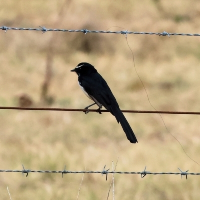 Rhipidura leucophrys (Willie Wagtail) at Belvoir Park - 8 Mar 2024 by KylieWaldon