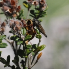 Zosteria sp. (genus) at Namadgi National Park - 26 Feb 2024 by RAllen