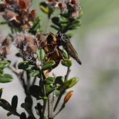 Zosteria sp. (genus) (Common brown robber fly) at Namadgi National Park - 26 Feb 2024 by RAllen