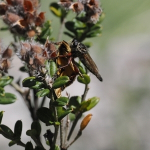 Zosteria sp. (genus) at Namadgi National Park - 26 Feb 2024