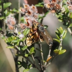 Zosteria sp. (genus) at Namadgi National Park - 26 Feb 2024