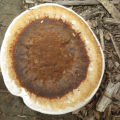 Sanguinoderma rude (Red-staining Stalked Polypore) at Morton National Park - 7 Mar 2024 by Christine