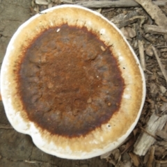 Sanguinoderma rude (Red-staining Stalked Polypore) at Morton National Park - 8 Mar 2024 by Christine