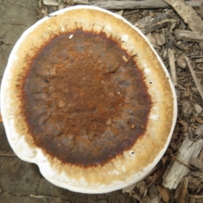 Sanguinoderma rude (Red-staining Stalked Polypore) at Morton National Park - 7 Mar 2024 by Christine