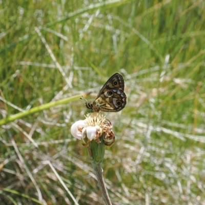 Oreixenica latialis (Small Alpine Xenica) at Cotter River, ACT - 26 Feb 2024 by RAllen