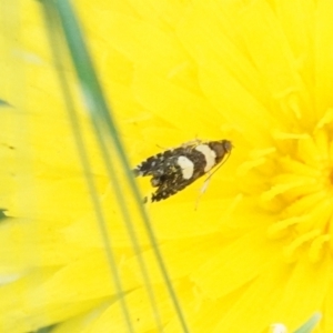 Glyphipterix chrysoplanetis at Hall, ACT - 9 Mar 2024